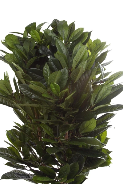 Gęsty sztuczny fikus Cyathistipula 120 cm deluxe