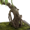 Sztuczny Bonsai Klon 50 cm zielony w doniczce