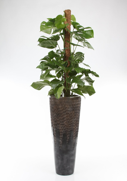 UNIVERSE COMET STRAIGHT 38/110 wysoka donica ręcznie zdobiona brązowa