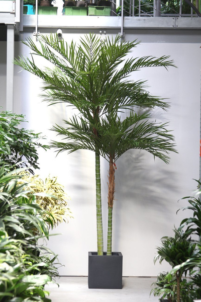 Sztuczna palma Areka 240 cm De Luxe