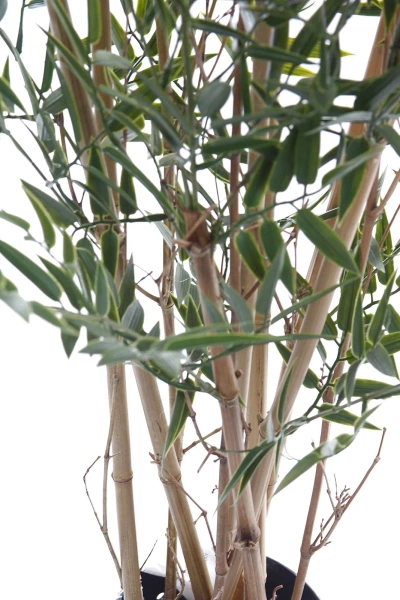 Sztuczny bambus japoński 150 cm 418 liści UV