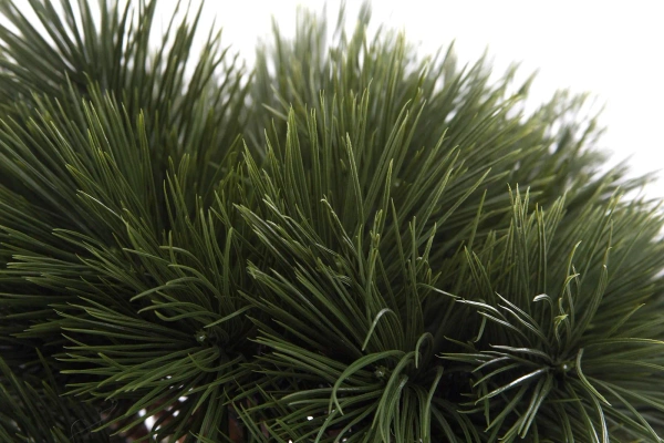 Sztuczny Bonsai Pinia Sosna 55 cm