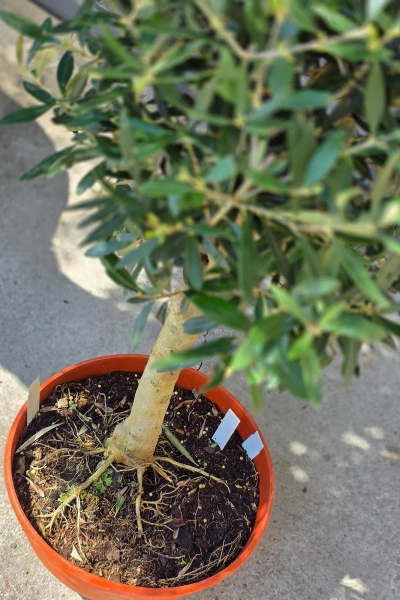 Drzewko oliwne 90 cm