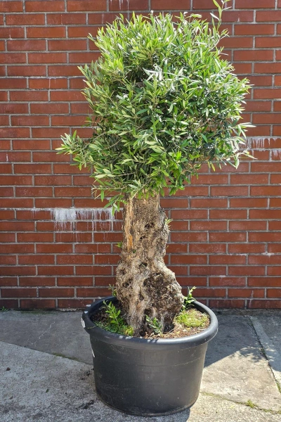 Olea europaea drzewko oliwne 180 cm