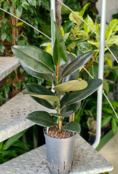 Fikus sprężysty elastica abidjan 60 cm MK15/19