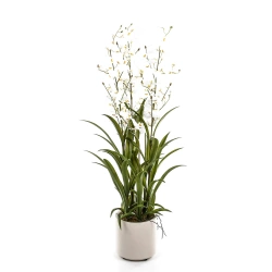 Sztuczne oncydium Motylnik 98 cm białe w doniczce