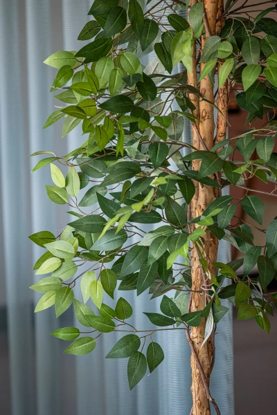 Sztuczny Fikus wysoki L 180 cm naturalny drewniany pień