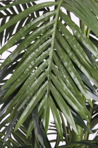 Sztuczna palma Areka 220 cm rozpiętość 130 cm