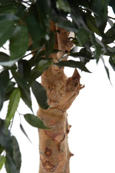 Sztuczny Bonsai Shirakashi 100 cm