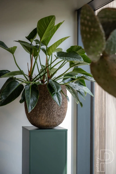 Gillard S 45/45 kulista osłonka brązowa naturalna ostryga oyster