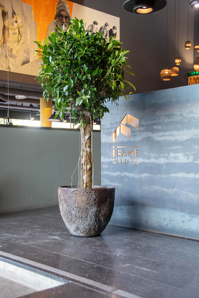 Jesslyn XS 42/36 osłonka naturalna cesarska biel