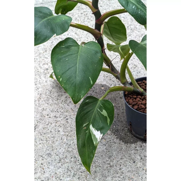 Philodendron white princess 50 cm MK13/12