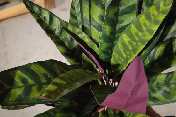 Sztuczna Kalatea Peacock 40 cm na igle 35 liści