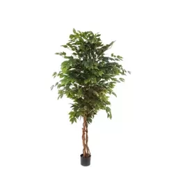 Sztuczny Fikus Benjamina na drewnianym pniu 150-170 cm