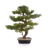 Sztuczny Bonsai Pinia Sosna 68 cm w czarnej doniczce