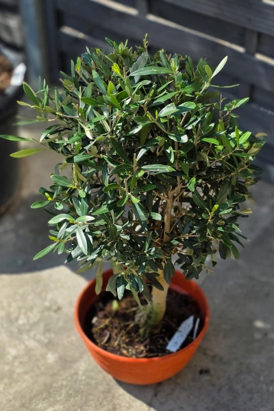 Drzewko oliwne 90 cm gęsta korona