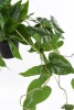 Sztuczny Filodendron Scandens wiszący 80 cm w doniczce