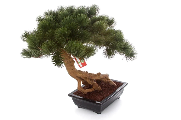 Sztuczny Bonsai Pinia Sosna Parviflora 55 cm w czarnej ceramicznej doniczce