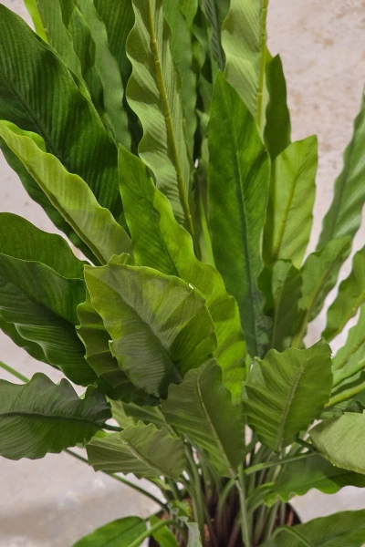 Sztuczna Kalatea Calathea 84 cm