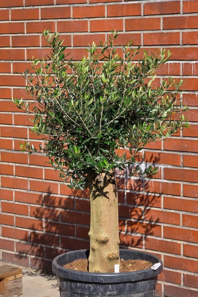 Oliwka europejska Olea europaea 150 cm