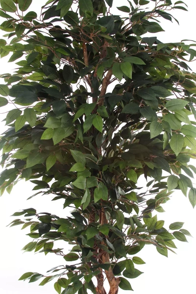 Sztuczny wysoki Fikus Benjamina 180-200 cm na drewnianym pniu