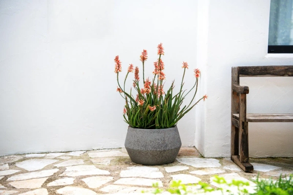 Harley S 36/32 beżowa osłonka kamienna beige washed