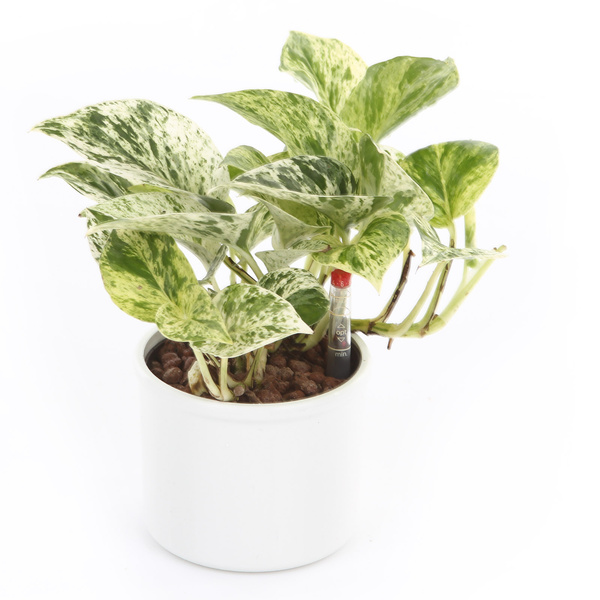 Zestaw do hydroponiki 11/9 osłonka Corona srebrna wkład wskaźnik