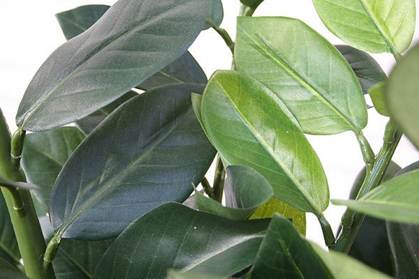 Sztuczna Zamia Zamiokulkas Smaragd 90 cm