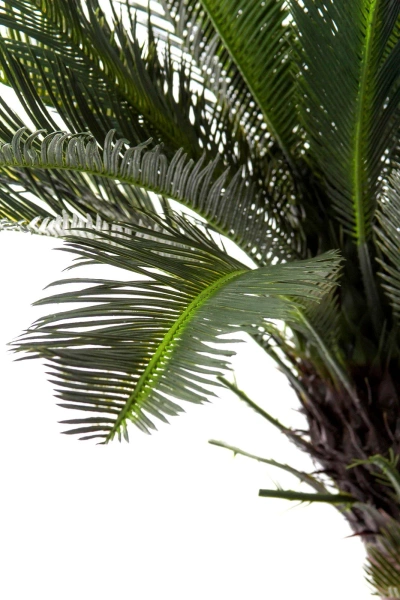 Sztuczny Cycas 145 cm 42 liście UV