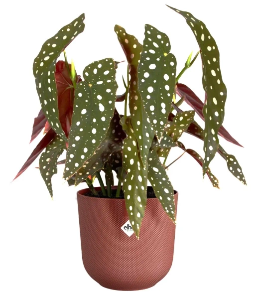 Jazz Elho 23 designerska osłonka toskańska czerwień