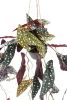 Sztuczna Begonia Maculata wisząca 80 cm w doniczce