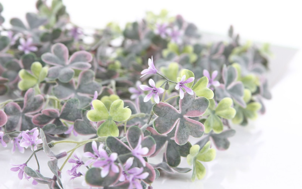 Sztuczna Szczawik Oxalis pnącze 70 cm