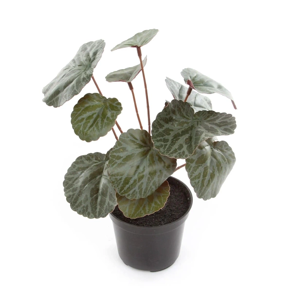 Sztuczna Saxifraga zielono-czerwona 25 cm