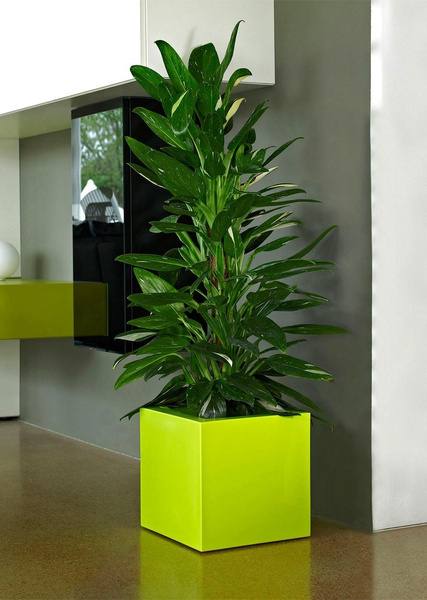 KUBE GLOSS 30x30/30 donica kwadratowa niska zieleń wiosenna półpołysk acid green