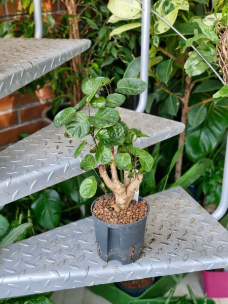 Polyscias scutellaria 40 cm MK13/12 w hydroponice