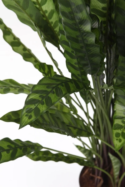 Sztuczna Kalatea lancetolistna 84 cm