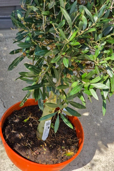 Drzewko oliwne 90 cm w płaskiej doniczce