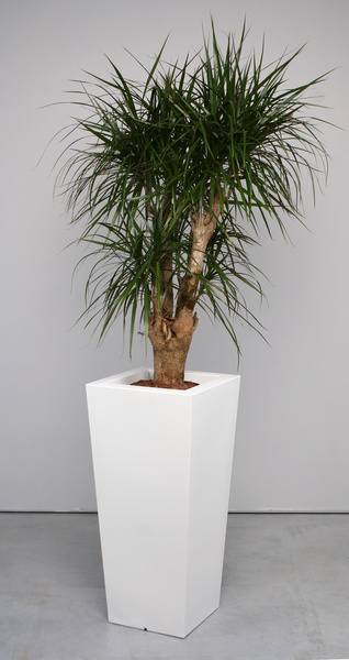 KIAM GLOSS 30x30/67 donica kwadratowa wysoka biała półpołysk