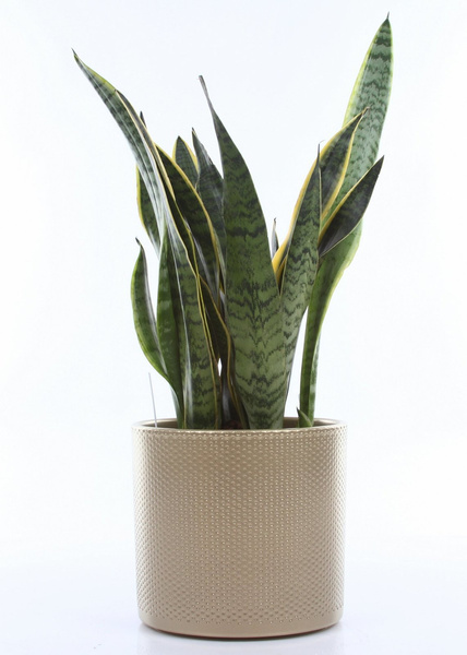 ERA 7/7 wytłaczana doniczka cylindryczna złota do kaktusów