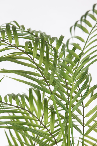 Sztuczna palma Chamaedorea 180 cm - jak żywa