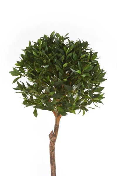 Sztuczne drzewko Laurowe De Luxe 170 cm 1406 liści