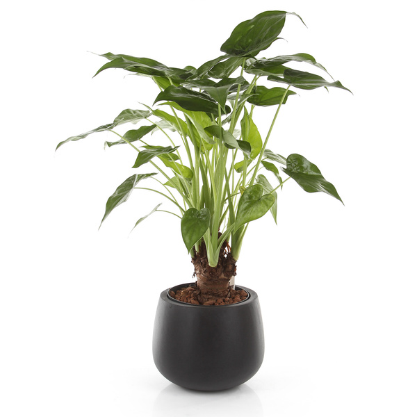 Kevan M 25/21 czarna doniczka naturalna kamienna