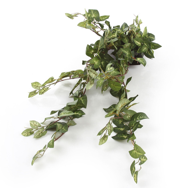 Sztuczna Fittonia Fitonia wisząca pnącze 80 cm