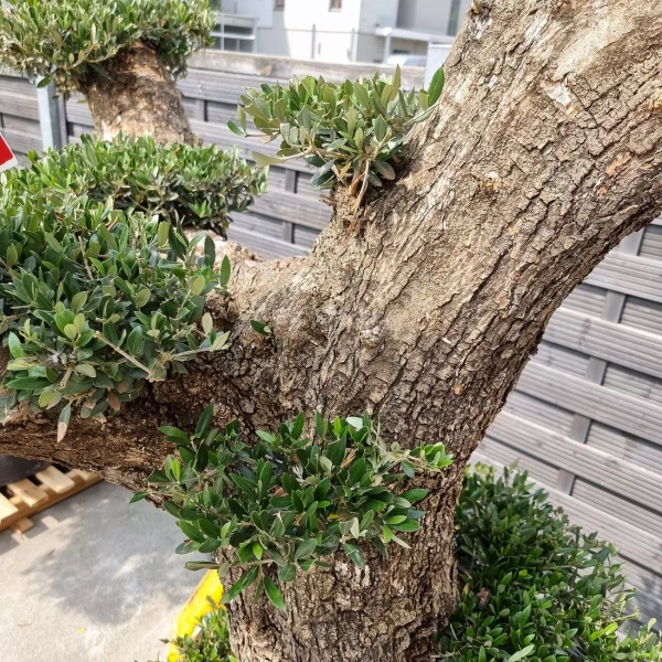 Drzewko oliwne bonsai rozgałęzione Olea europaea 195-210 cm