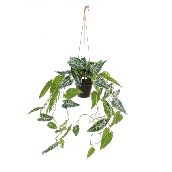 Sztuczna Alokazja wisząca 80 cm w doniczce