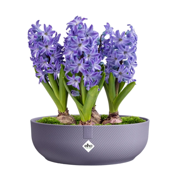 Jazz Bowl 28 misa lawendowa lavender lilac