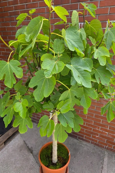 Ficus carica figa drzewko 210 cm