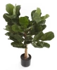 Sztuczny Fikus Dębolistny Lyrata 75 cm deluxe