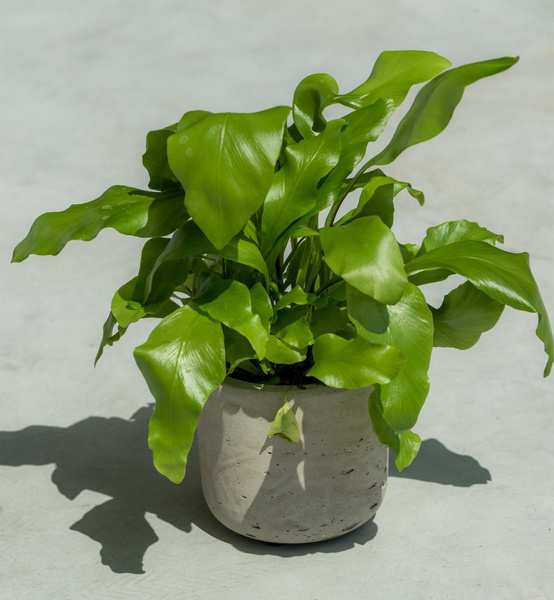 Charlie S 15/14,5 szara doniczka cylindryczna kamienna