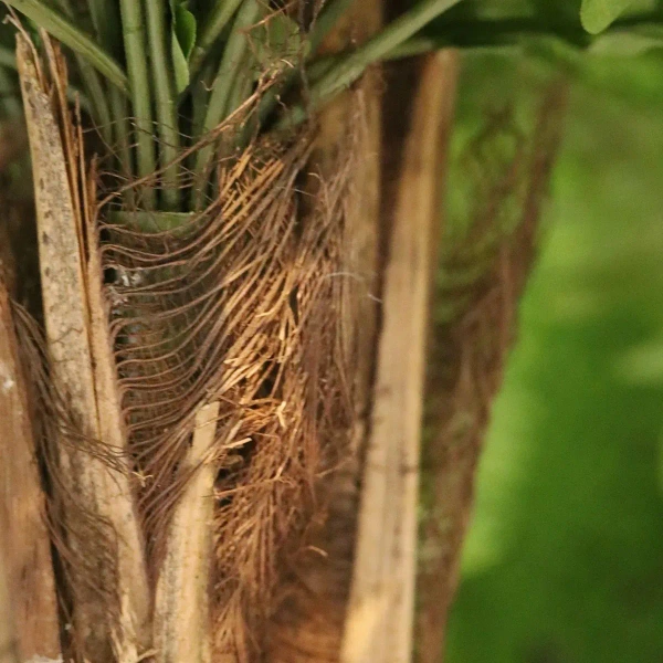 Sztuczna Paproć Boston 90 cm XL na pniu